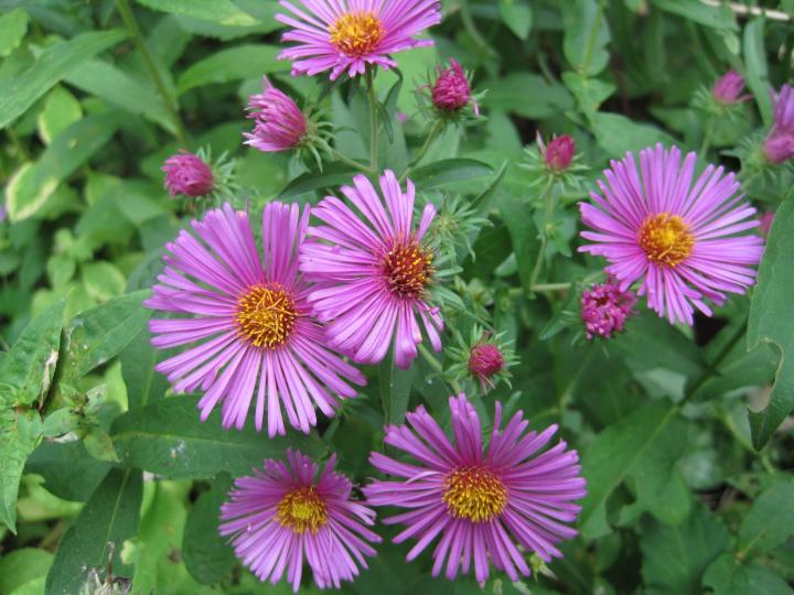 New England asters